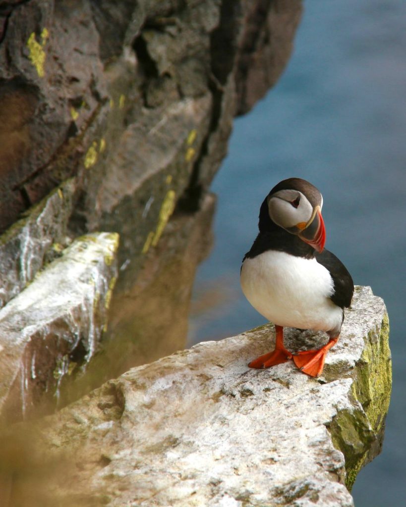 ou voir des macareux Islande - where to see Iceland puffins