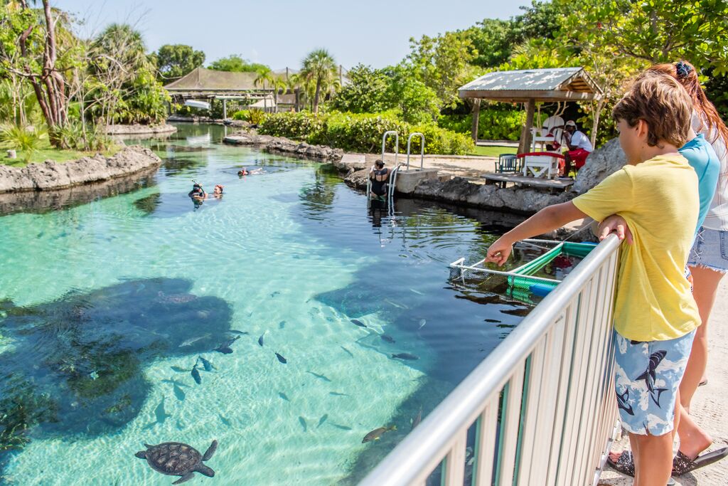 Cayman-Turtle-Centre - quoi faire aux iles caïmans avec des enfants