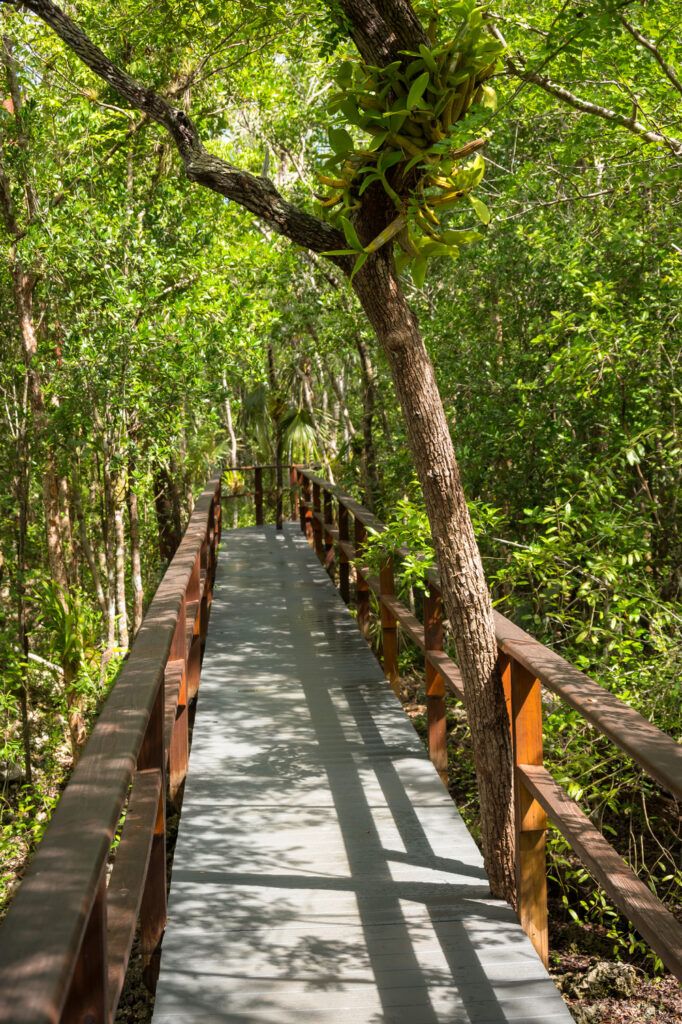 Boardwalk through the forest at Queen Elizabeth II Royal Botanic Park, Grand Cayman, Cayman Islands