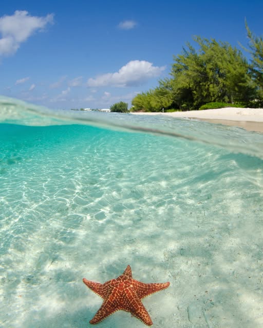 Starfish Point