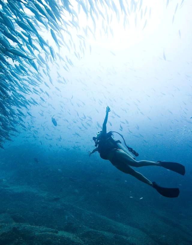 diving in los cabos plongée