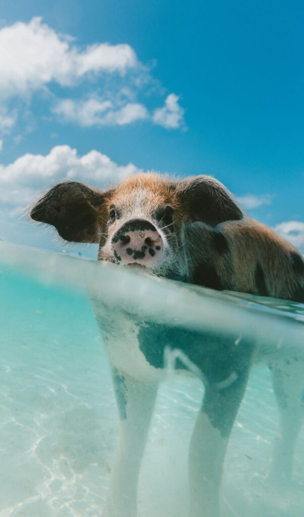 where to swim with pigs in the bahamas nager avec les cochons - Exumas