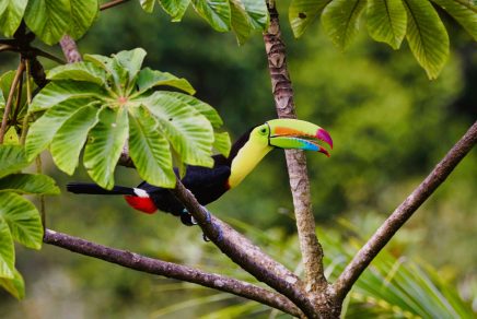 Écotourisme au Costa Rica - Ecotourism in Costa Rica