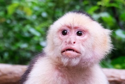 Gumbalimba Park, Roatan Singe capucin au parc Gumbalimba, Roatan