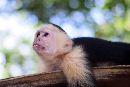 South-destinations-from-Toronto-things-to-do-in-Costa-Rica-quoi-faire-au-Costa-Rica-destinations-Sud-depuis-Montreal-2024