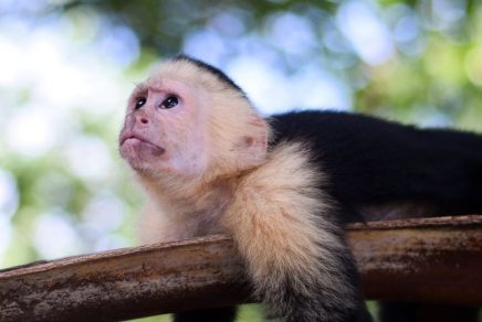 South-destinations-from-Toronto-things-to-do-in-Costa-Rica-quoi-faire-au-Costa-Rica-destinations-Sud-depuis-Montreal-2024