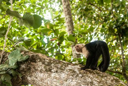 Le singe capucin dans les forêts du Panama