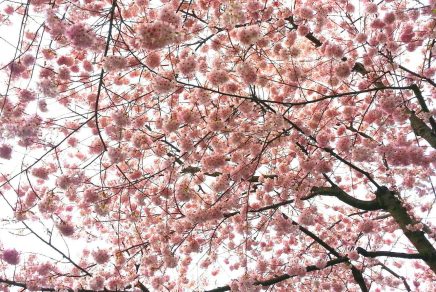 Cherry blossom at the botanical garden of Montreal