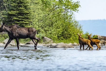 faune en ontario - ontario wildlife viewing - photo credit Northern Ontario