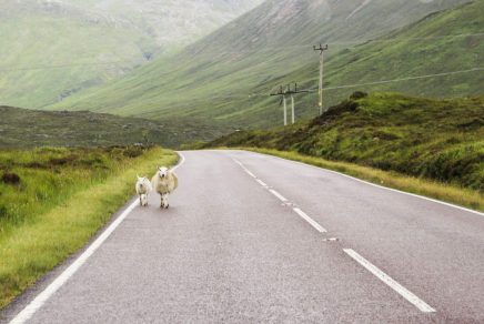 Moutons sur la route en Écosse