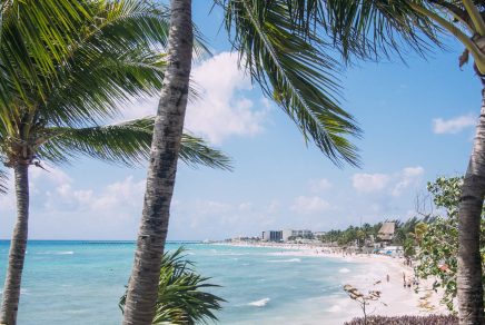playa-del-carmen-beach-palm-tree-mexico