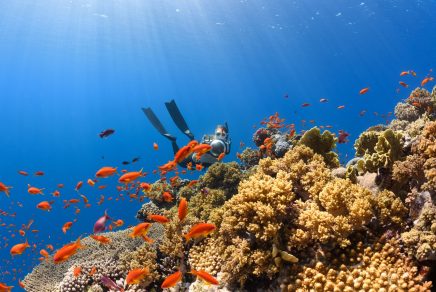 plongée en Guadeloupe - diving in Guadeloupe