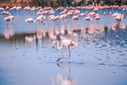quoi faire en camargue
