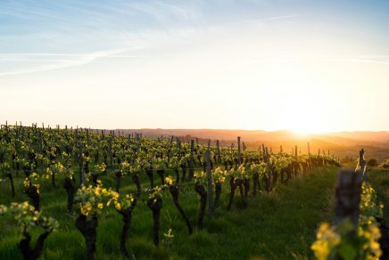 route des vins de Bourgogne - Burgundy wine route