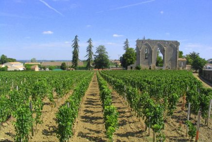 Vignoble à Saint-Émilion, France