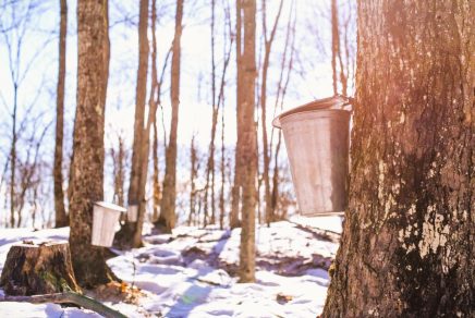 saison érable ontario canada maple season in ontario