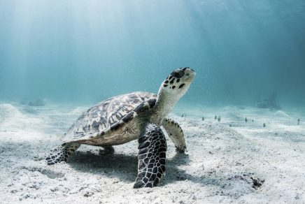 sea-turtle-san-juan-puerto-rico sea-turtle-san-juan-puerto-rico