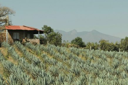 tequila au mexique - tequila in mexico