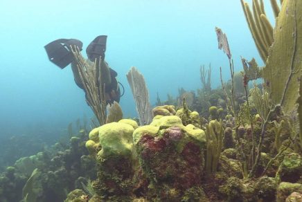 Plongée sous-marine à Utila, Honduras