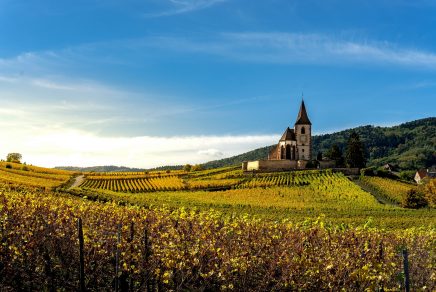 vins d'Alsace wines