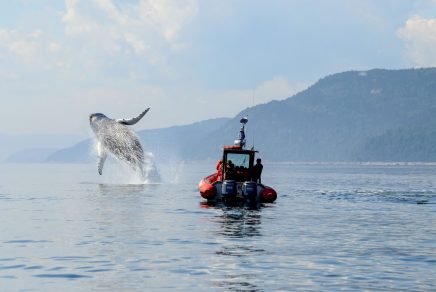 voir les animaux sauvages au Québec - baleine whales - Wildlife Observation in Québec Crédit photo Marc LoiselleBonjour Québec