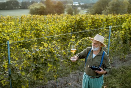 wine regions in France routes des vins