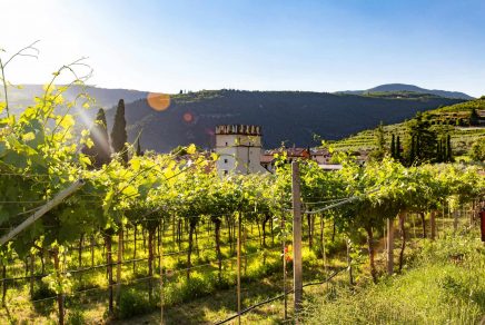 wine regions in europe meilleurs vignobles