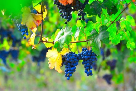 wine travel europe modena italy - vin europe modène italie